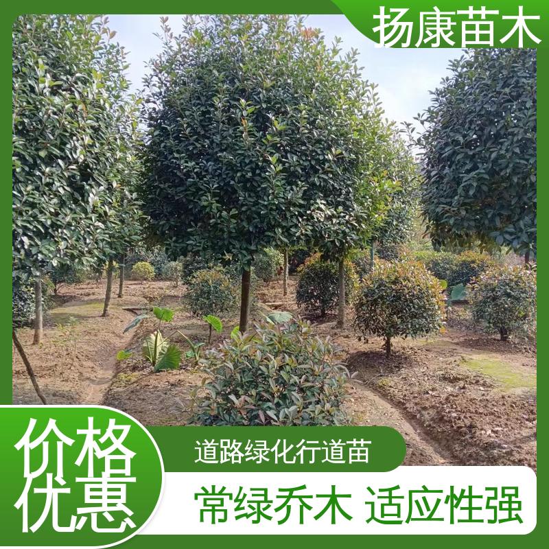 扬康苗木 基地供应 红叶石楠树 庭院小区绿化造景树 高成活率 规格齐全