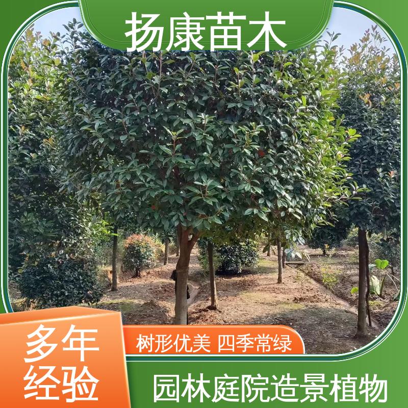 扬康苗木 基地供应 纸石楠球 城市景观绿化树 精致美丽 易成活