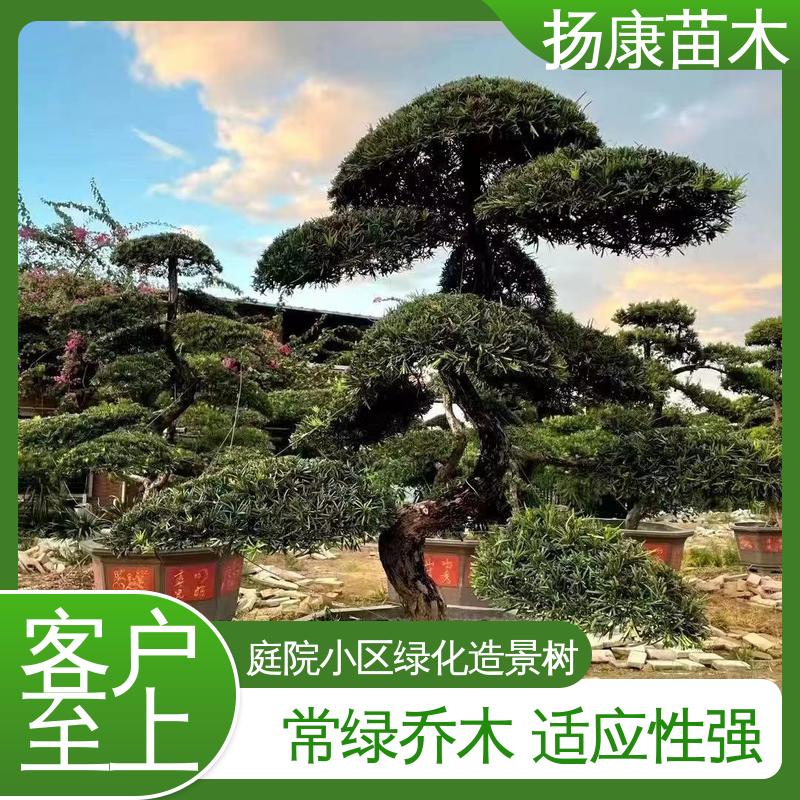 扬康苗木 18公分罗汉公 绿化工程行道树 适用性强 规格齐全