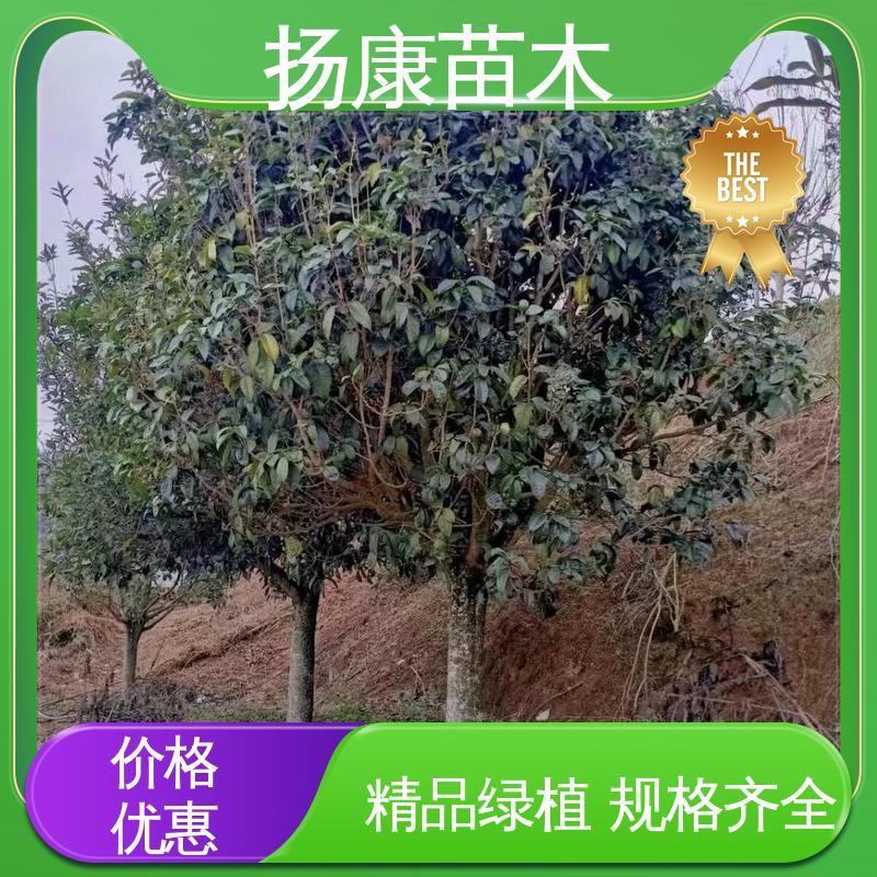扬康苗木 丛虫桂花 公园景区装饰露地盆栽 精致美丽 易成活
