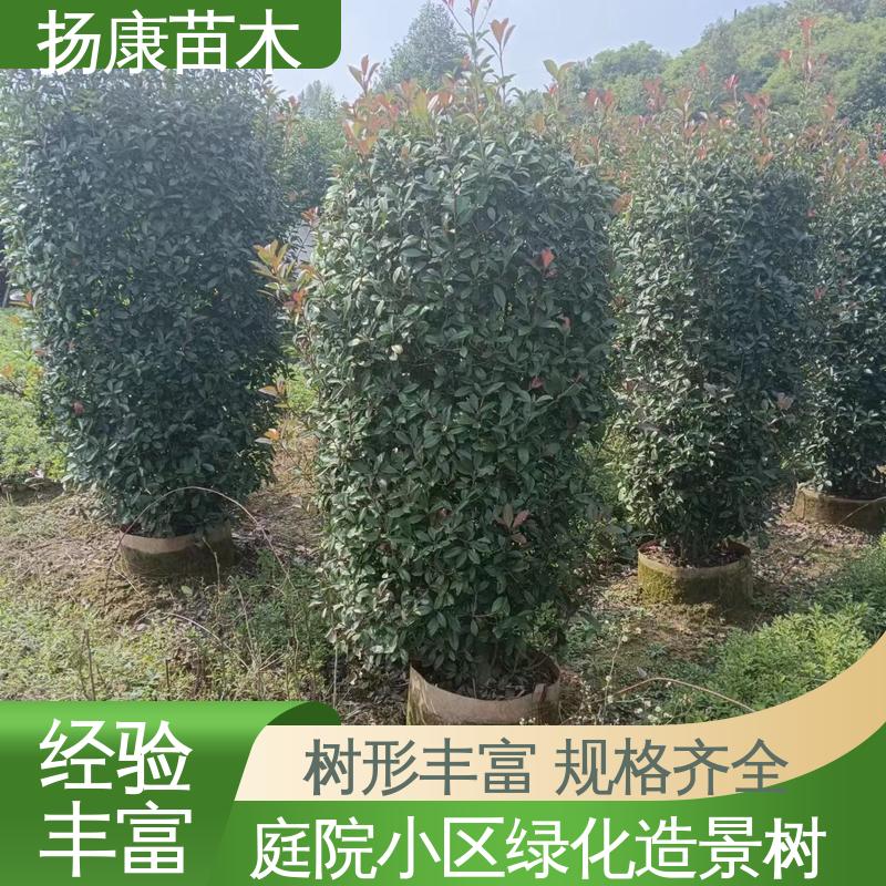 扬康苗木 基地供应 红叶石楠树 庭院小区绿化造景树 观赏价值高