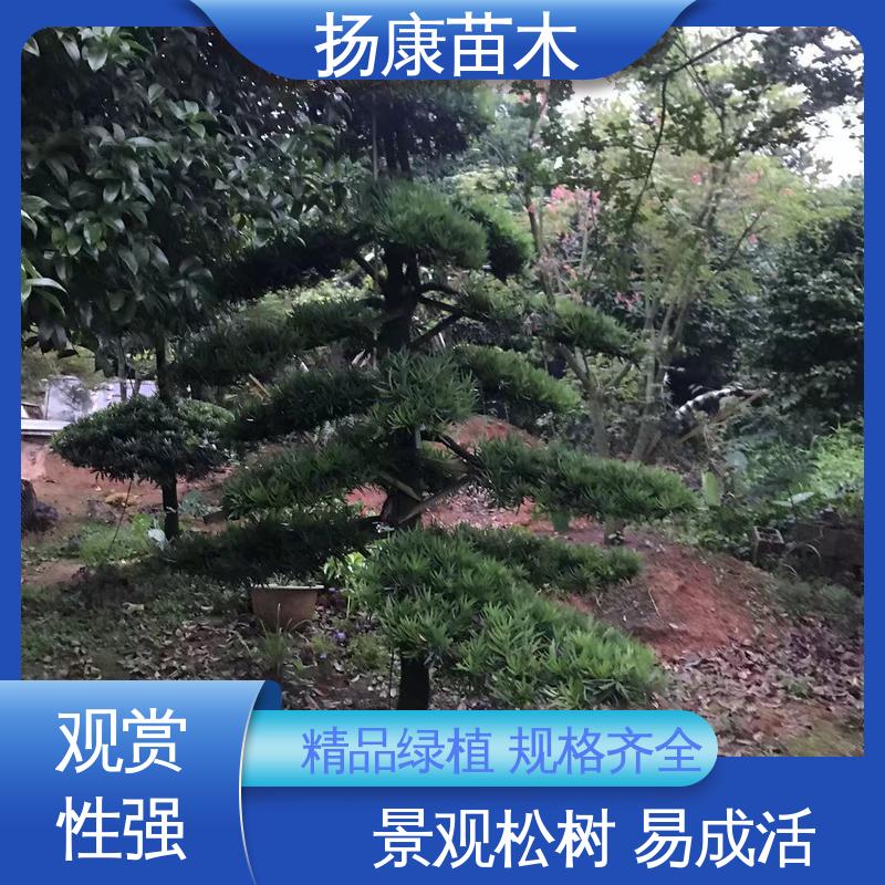 扬康苗木 基地供应 15公分罗汉松 城市景观绿化树 高成活率 规格齐全