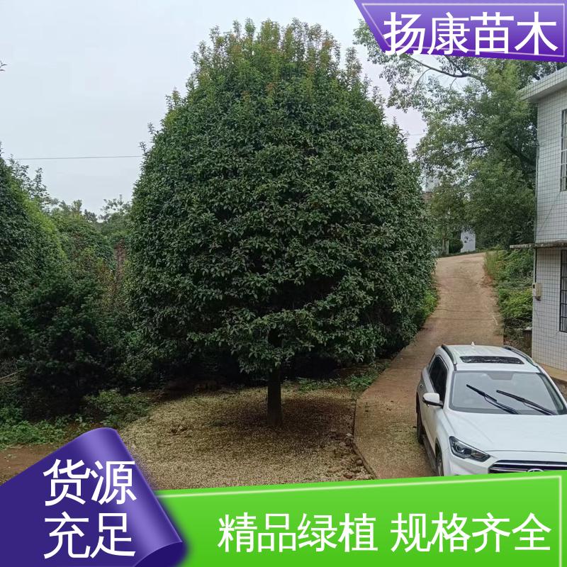 扬康苗木 基地供应 河 南桂花 园林庭院造景植物 枝叶紧密 美丽多姿