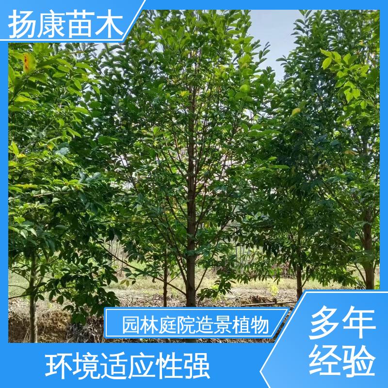 扬康苗木 20公分乐 昌合笑 园林绿化专用树 高成活率 规格齐全