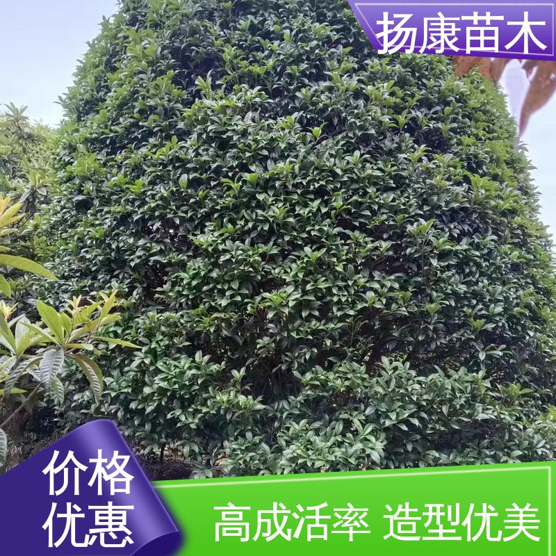 扬康苗木 四季桂 月月桂 绿化工程专用苗 适用性强 规格齐全