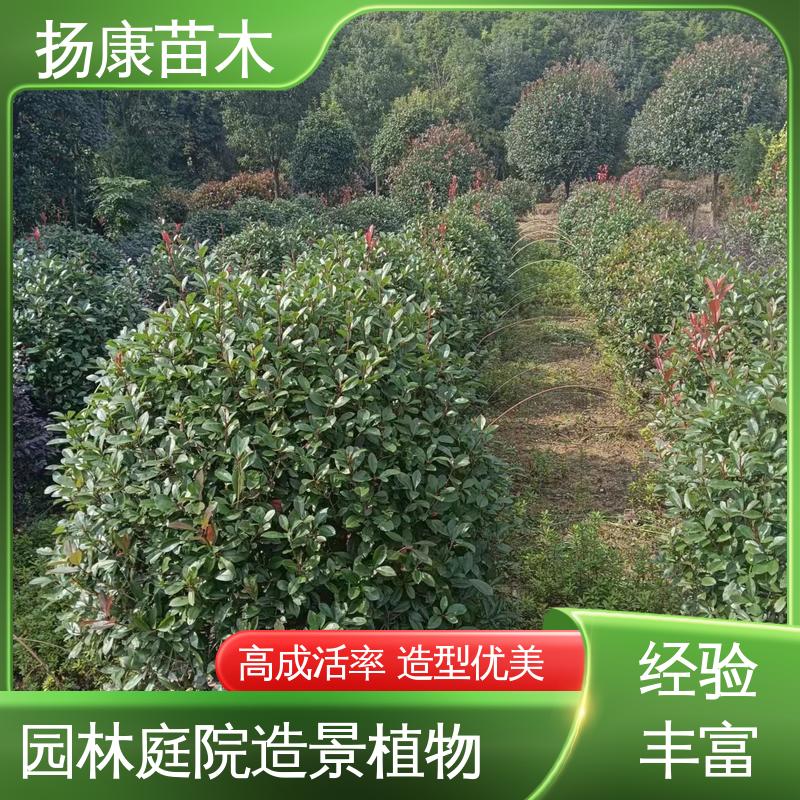 扬康苗木 基地供应 小楠 城市景观绿化树 环境适应性强