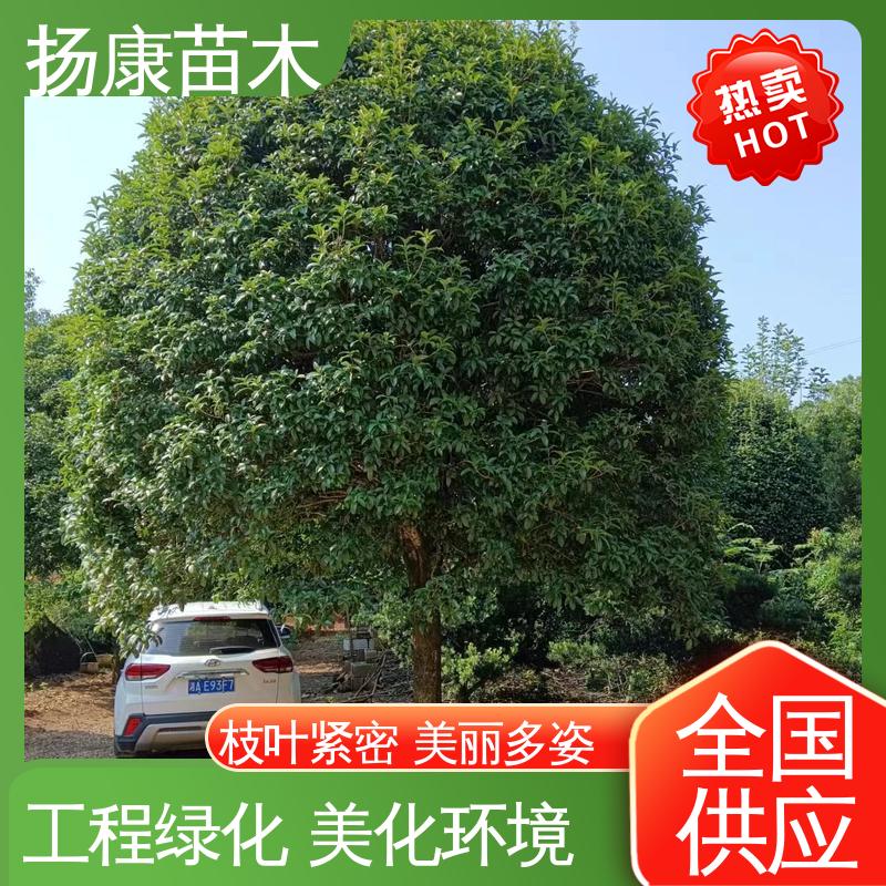 扬康苗木 基地供应 30公分桂花 城市景观绿化树 环境适应性强