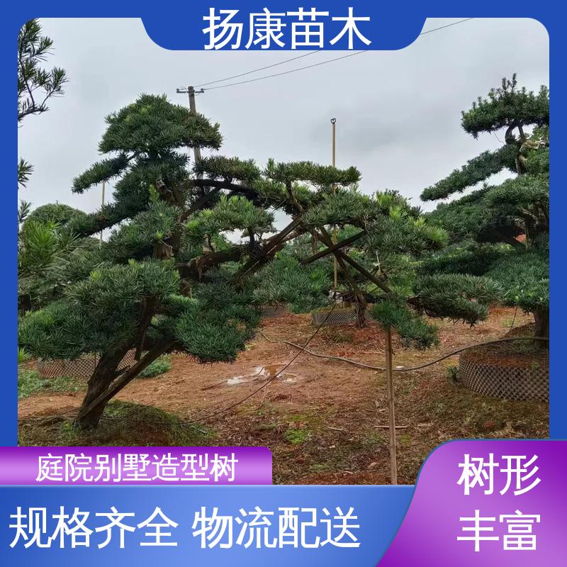 扬康苗木 江 苏罗山松 庭院别墅标配 精致美丽 易成活