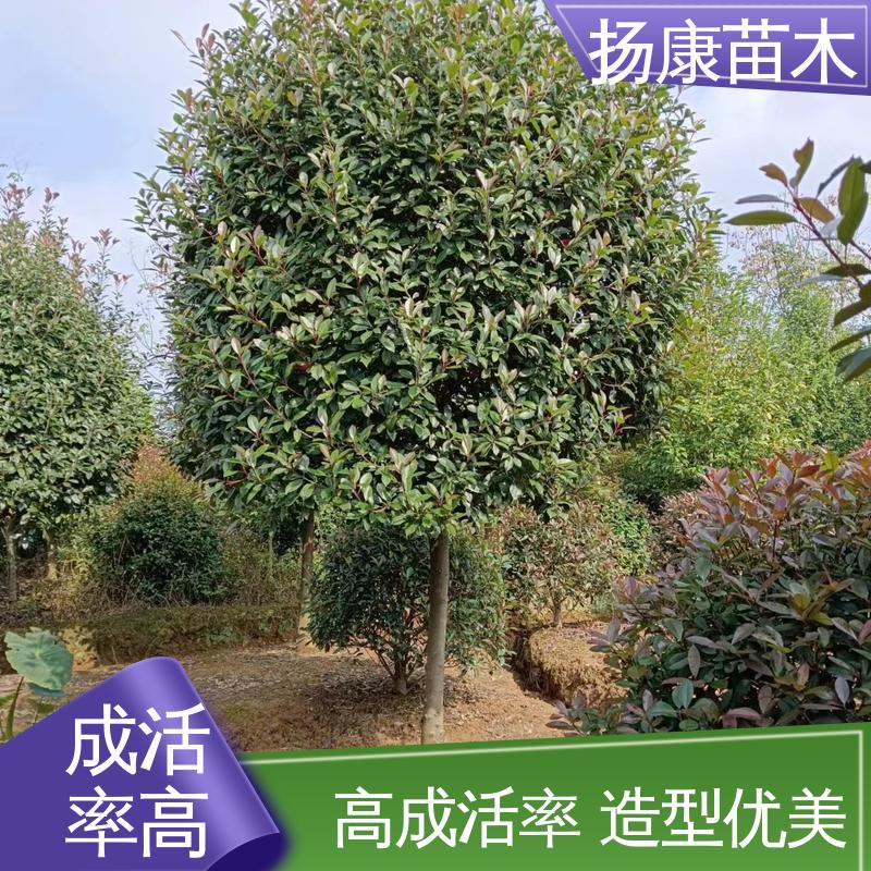 扬康苗木 红叶石楠树 城市景观绿化树 观赏价值高