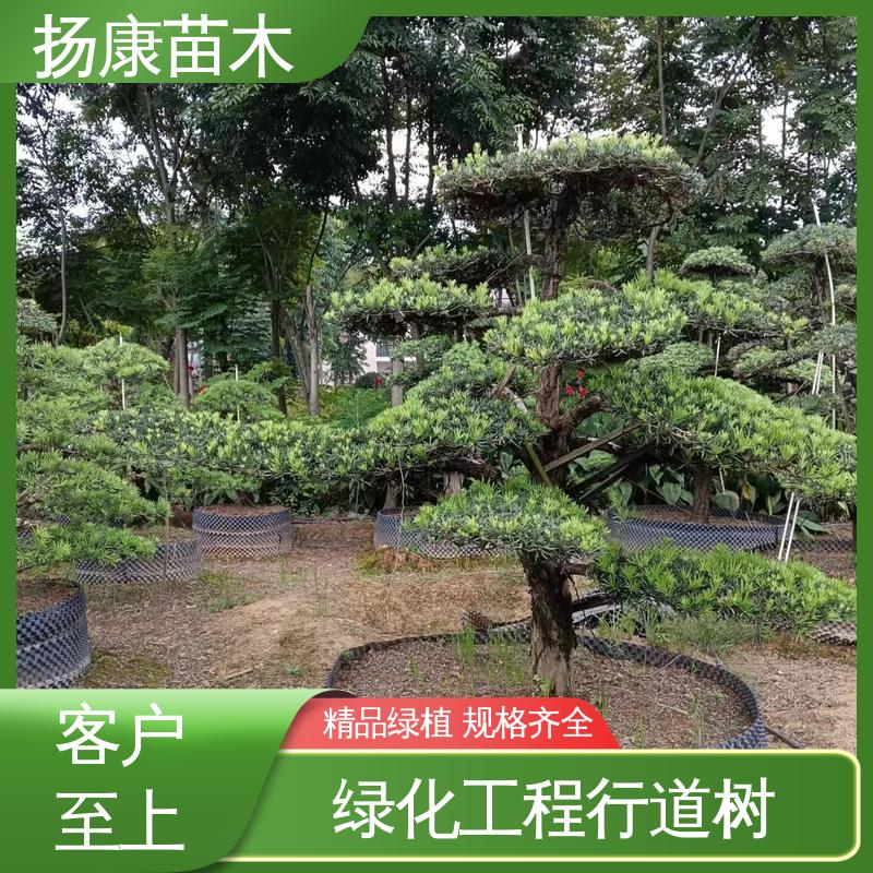 扬康苗木 基地供应 18公分罗汉公 常绿乔木 适应性强