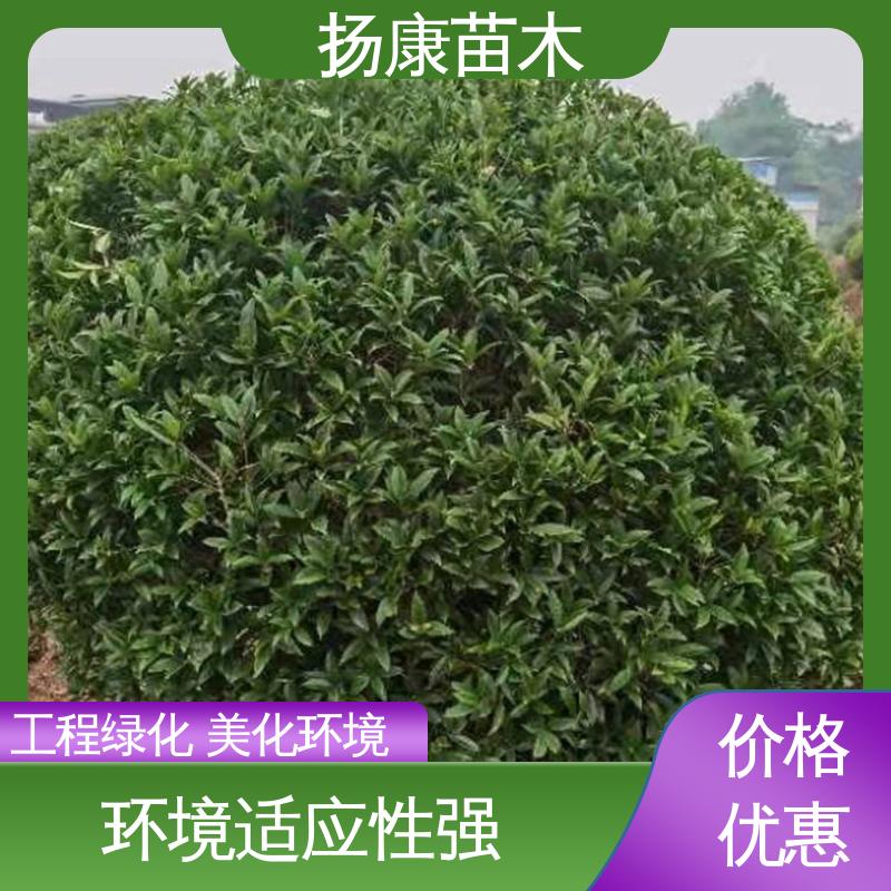 扬康苗木 核花金柱 城市景观绿化树 枝叶紧密 美丽多姿