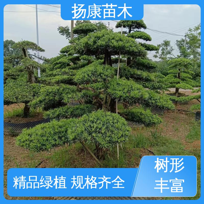 扬康苗木 25公分罗汉松 园林庭院造景植物 造型优美 易成活