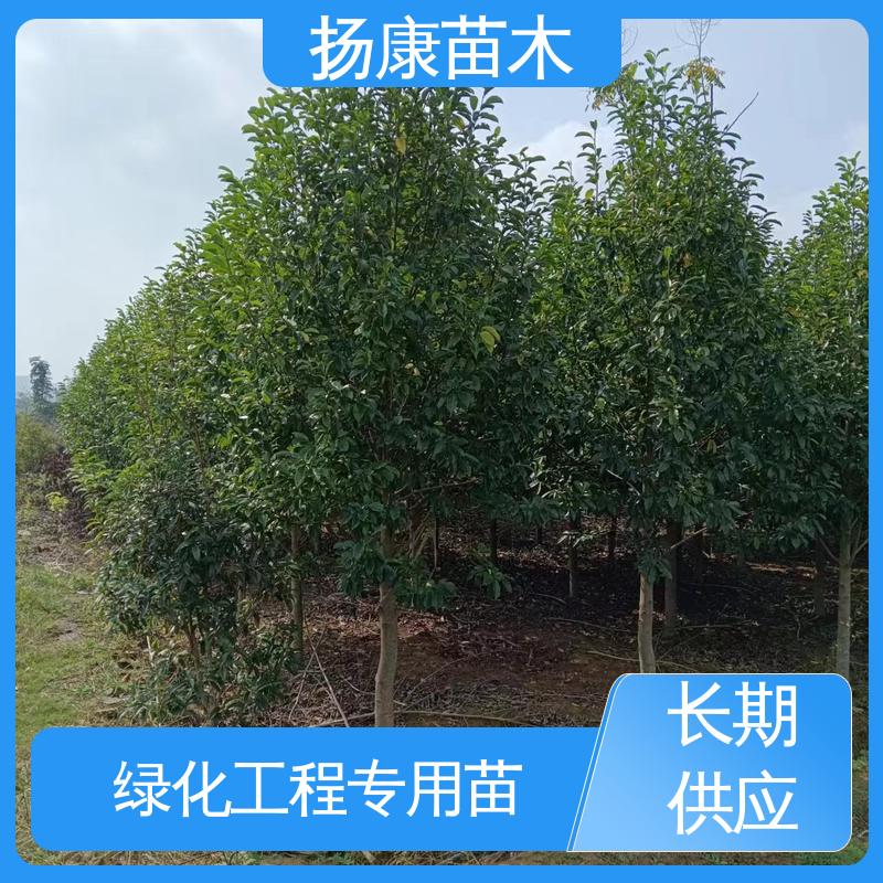 扬康苗木 基地供应 15公分平 昌含笑 园林绿化专用树 环境适应性强