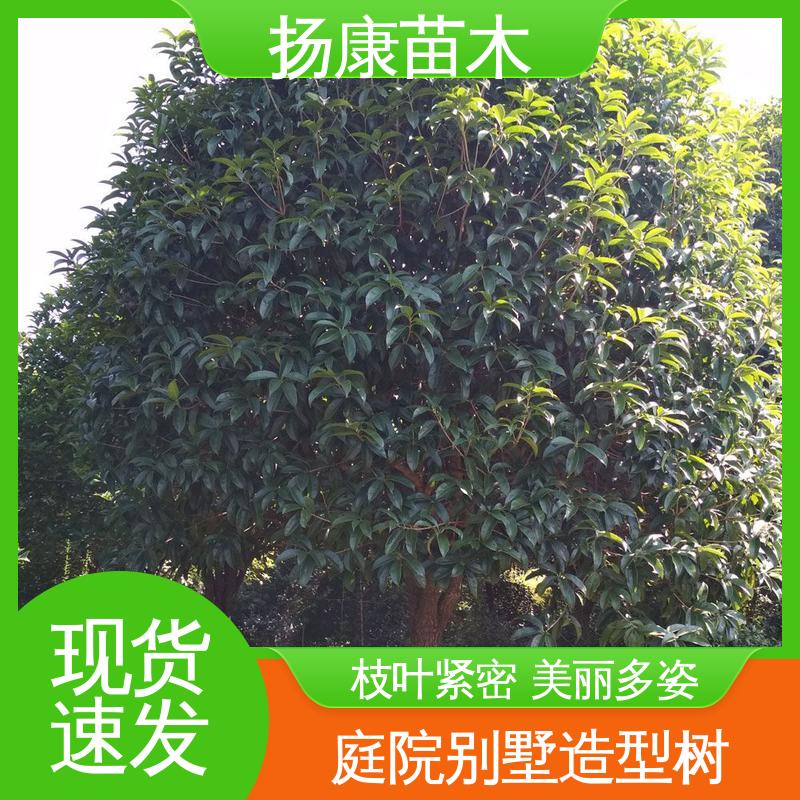 扬康苗木 20公分开楼 园林庭院造景植物 适用性强 规格齐全