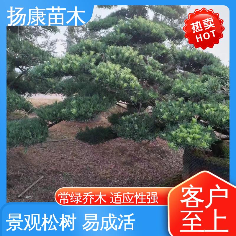 扬康苗木 基地供应 罗汉松盆景 庭院别墅景观树 造型优美 易成活