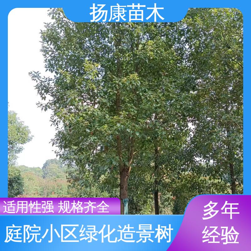 扬康苗木 基地供应 乐 昌含笑苗 道路绿化行道苗 高端大气美观