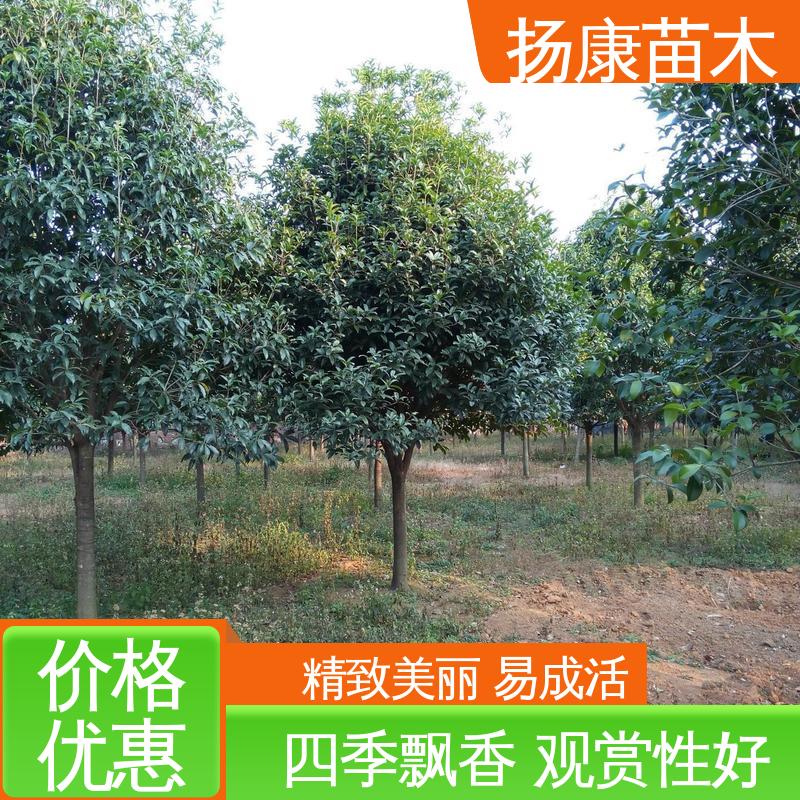 扬康苗木 18公分桂花 园林绿化专用树 枝叶紧密 美丽多姿