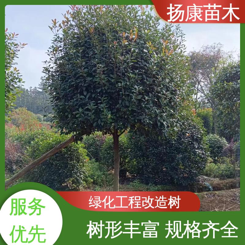 扬康苗木 基地供应 纸石楠球 道路绿化行道苗 造型优美 易成活