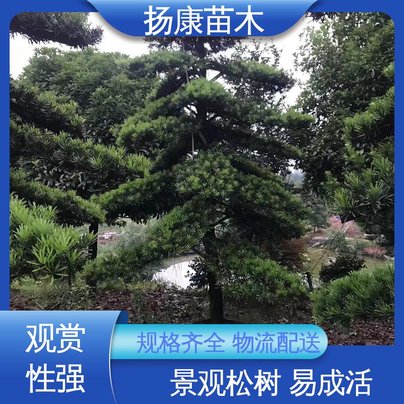 扬康苗木 基地供应 15公分罗汉松 园林绿化工程设计 精致美丽 易成活