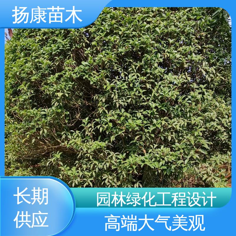 扬康苗木 基地供应 乐 昌含笑苗 园区道路绿化苗 适用性强 规格齐全