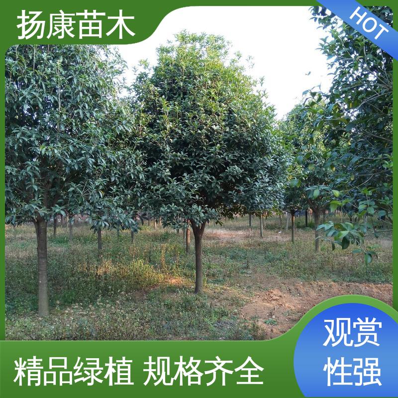 扬康苗木 丛虫桂花 公园景区装饰露地盆栽 高成活率 规格齐全