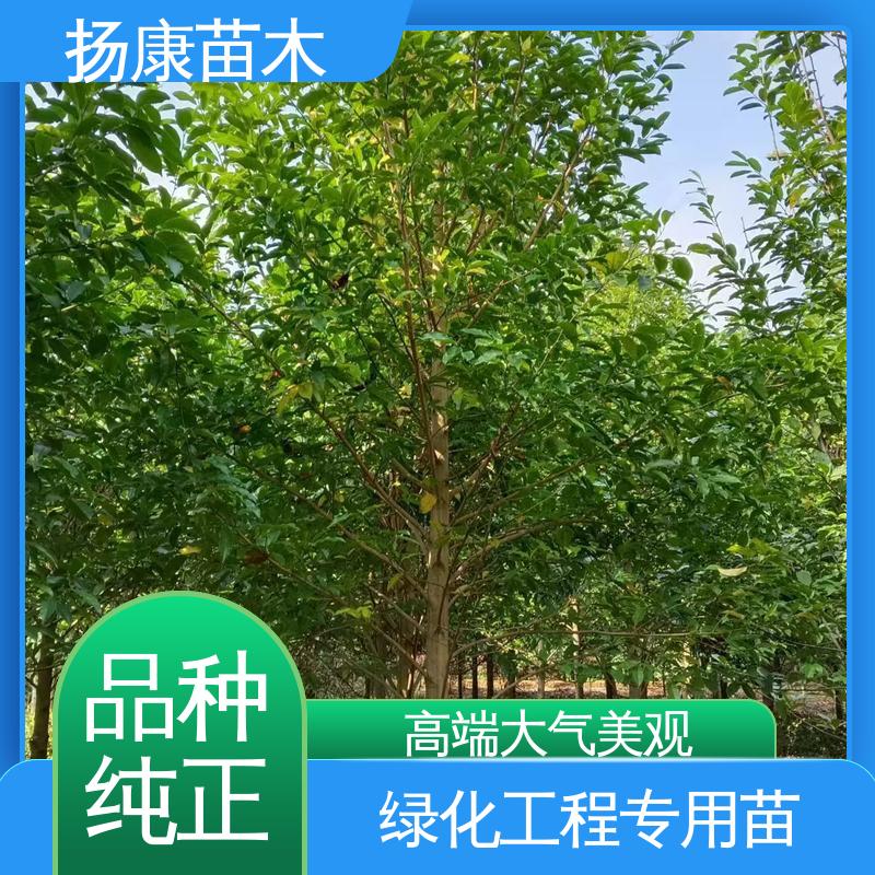 扬康苗木 基地供应 15公分平 昌含笑 道路绿化行道苗 枝叶紧密 美丽多姿
