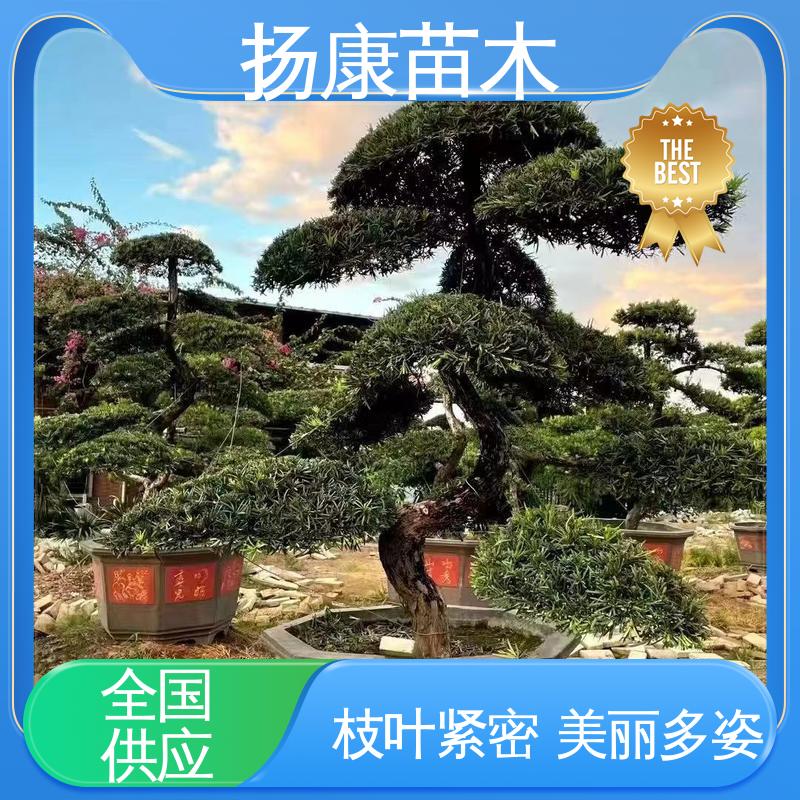 扬康苗木 基地供应 湖 南罗汉松 城市景观绿化树 精致美丽 易成活