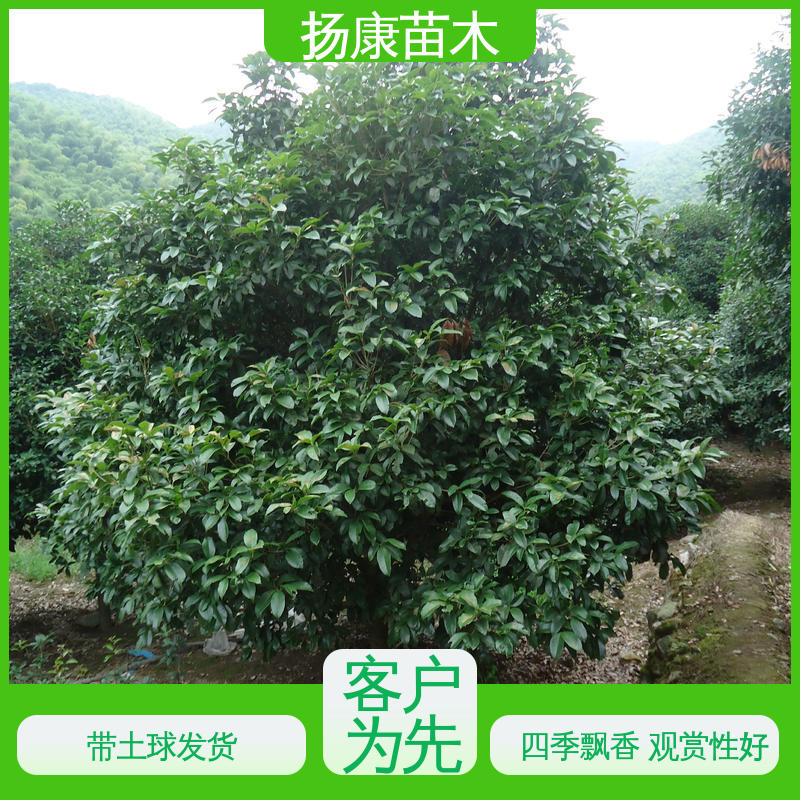 扬康苗木 四季桂 月月桂 公园景区装饰露地盆栽 造型优美 易成活
