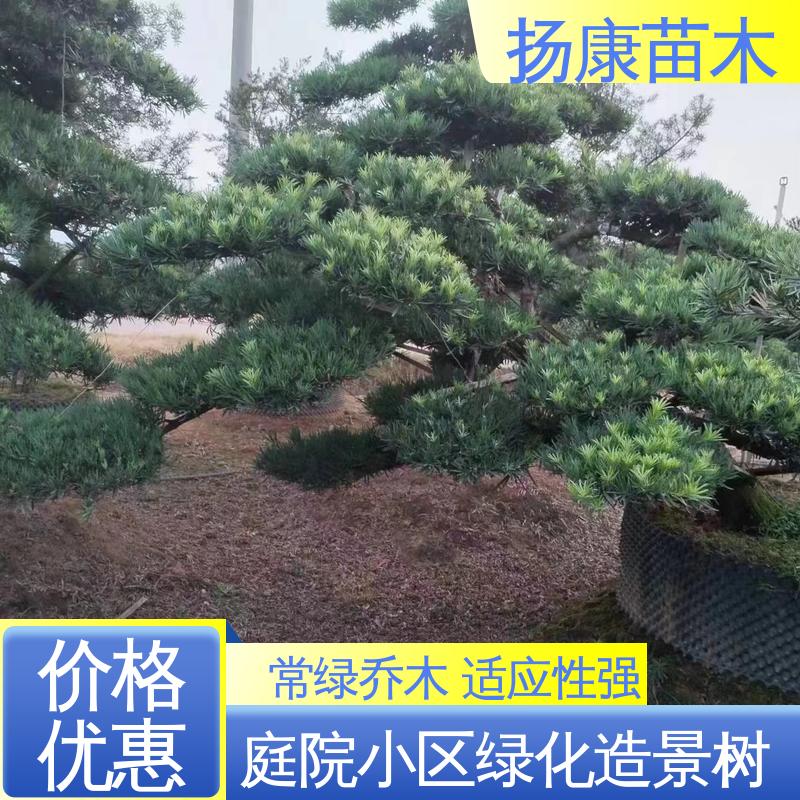 扬康苗木 基地供应 18公分罗汉公 道路绿化色块苗 适用性强 规格齐全