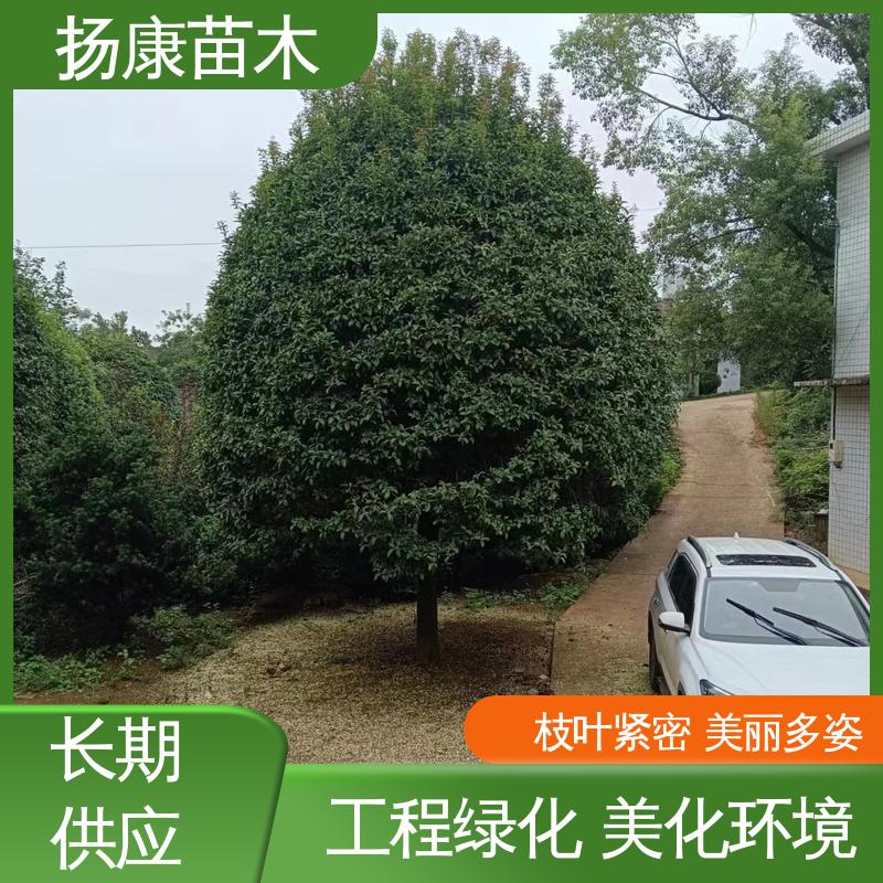 扬康苗木 20公分开楼 园林绿化专用树 观赏价值高