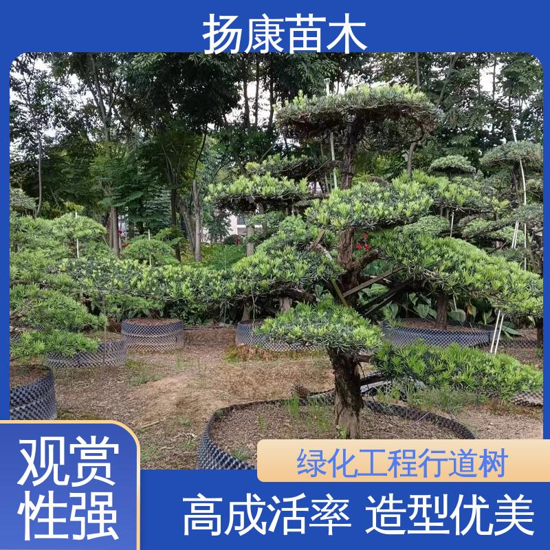 扬康苗木 基地供应 罗汉松盆景 城市景观绿化树 高端大气镇宅