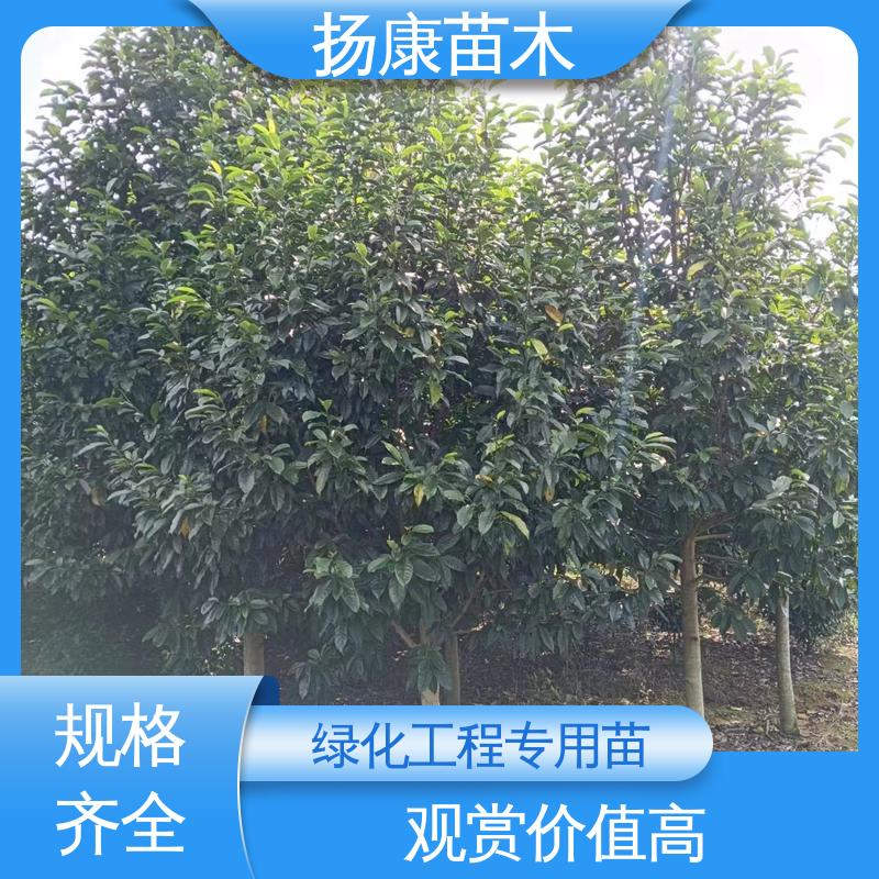 扬康苗木 湖 南 乐 昌含笑 道路绿化行道苗 枝叶紧密 美丽多姿