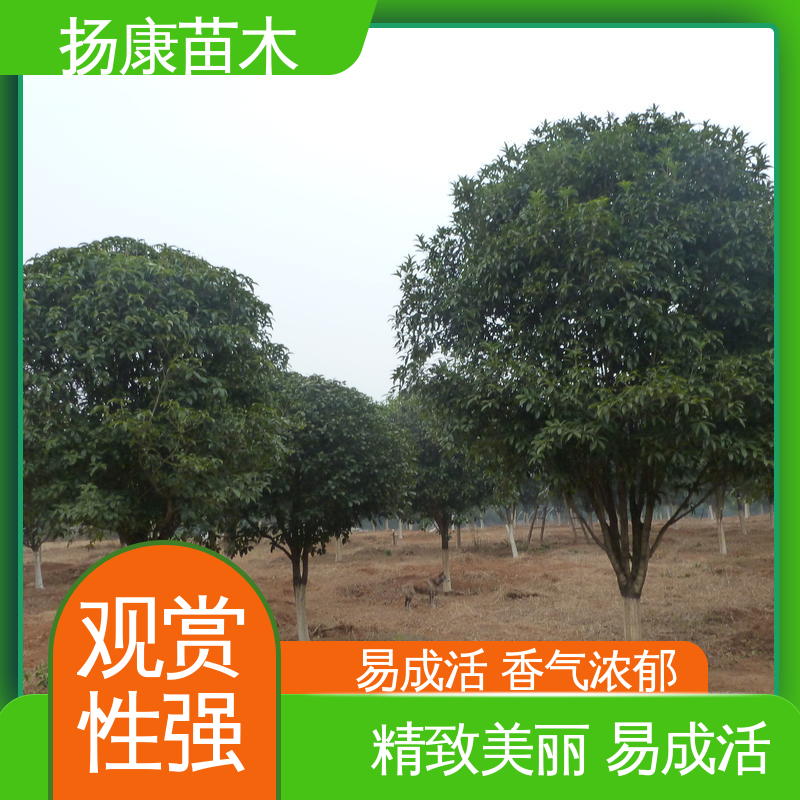 扬康苗木 四季桂 月月桂 园林庭院造景植物 观赏价值高