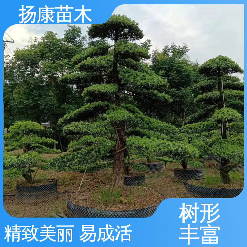 扬康苗木 基地供应 14公分罗汉松 园林绿化工程设计 精致美丽 易成活