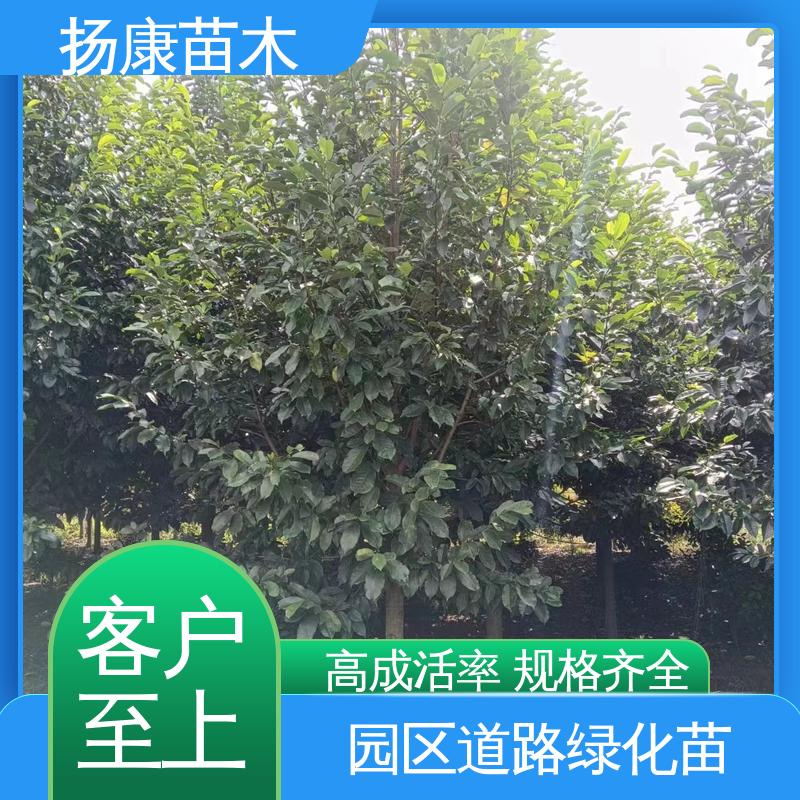 扬康苗木 基地供应 乐 昌含笑 园区道路绿化苗 观赏价值高