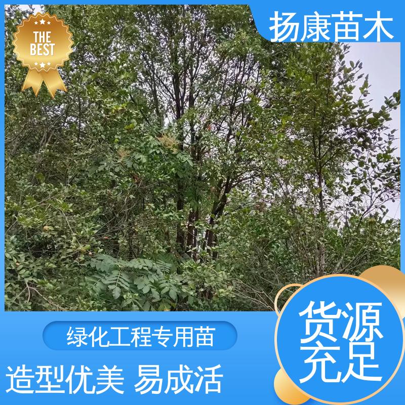 扬康苗木 湖 南 乐 昌含笑 园林绿化专用树 高端大气美观