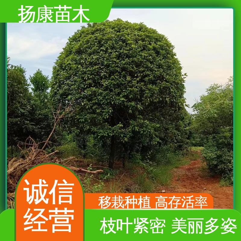 扬康苗木 基地供应 20公分开楼 园林庭院造景植物 枝叶紧密 美丽多姿