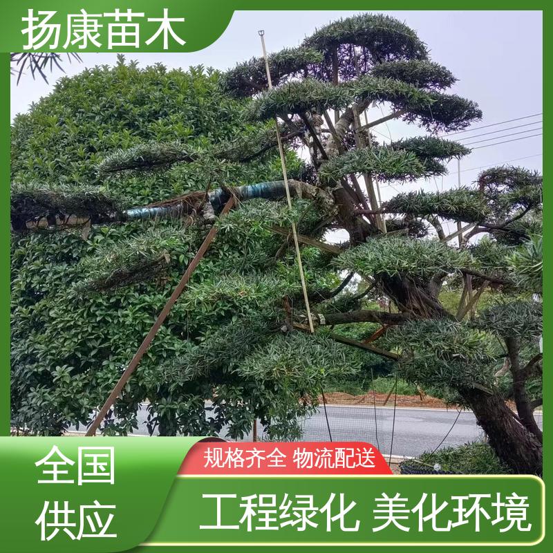 扬康苗木 基地供应 16公分罗汉松 园林绿化专用树 树形优美 四季常绿