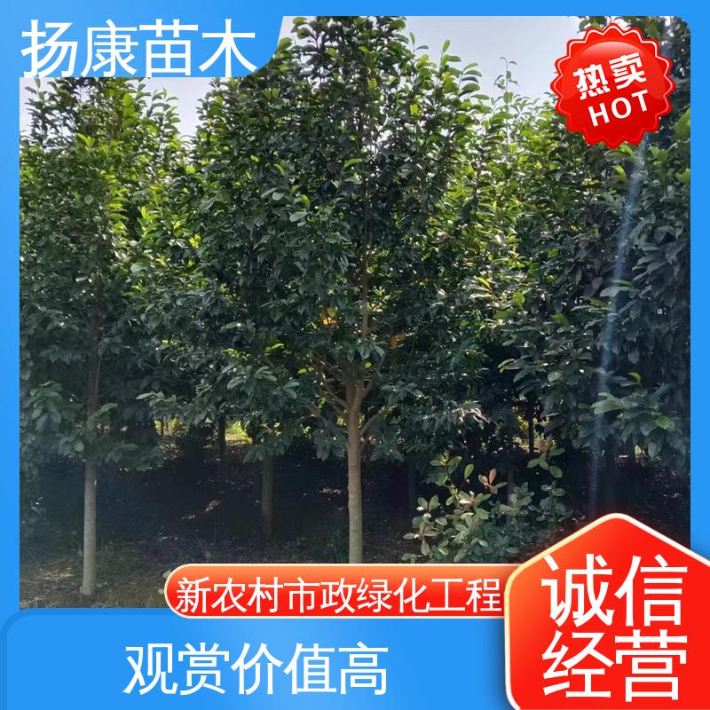 扬康苗木 浙 江乐 昌含笑 园林庭院造景植物 高端大气美观