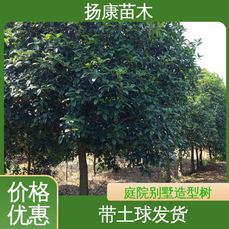 扬康苗木 18公分精品木花树 道路绿化色块苗 环境适应性强