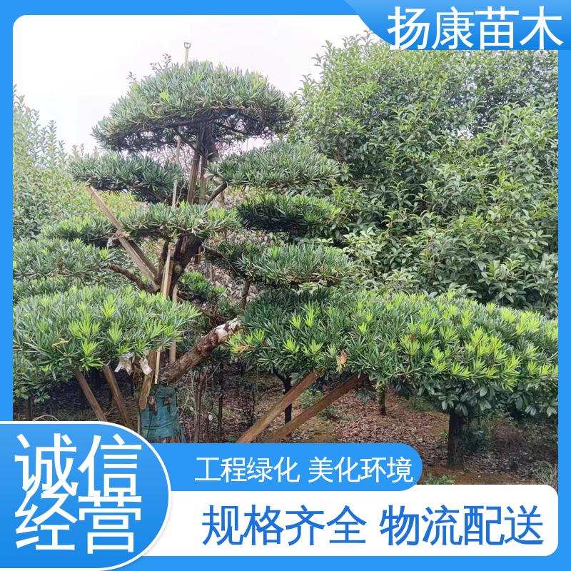 扬康苗木 基地供应 江 苏罗山松 园林绿化专用树 精致美丽 易成活