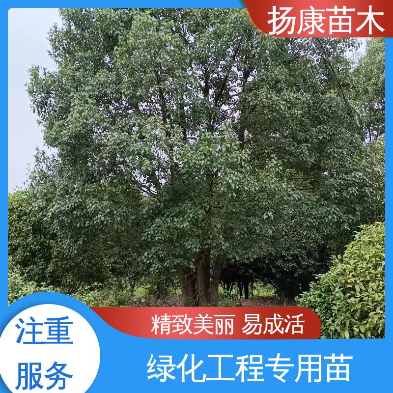 扬康苗木 基地供应 四 川乐 昌含笑 绿化工程行道树 枝叶紧密 美丽多姿
