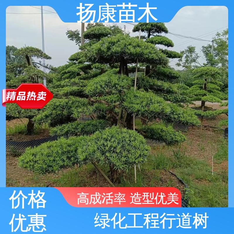 扬康苗木 基地供应 精品罗汉松 道路绿化色块苗 常绿乔木 适应性强
