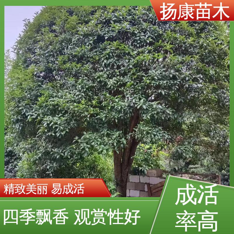 扬康苗木 15公分精品桂花树 庭院小区绿化造景树 观赏价值高
