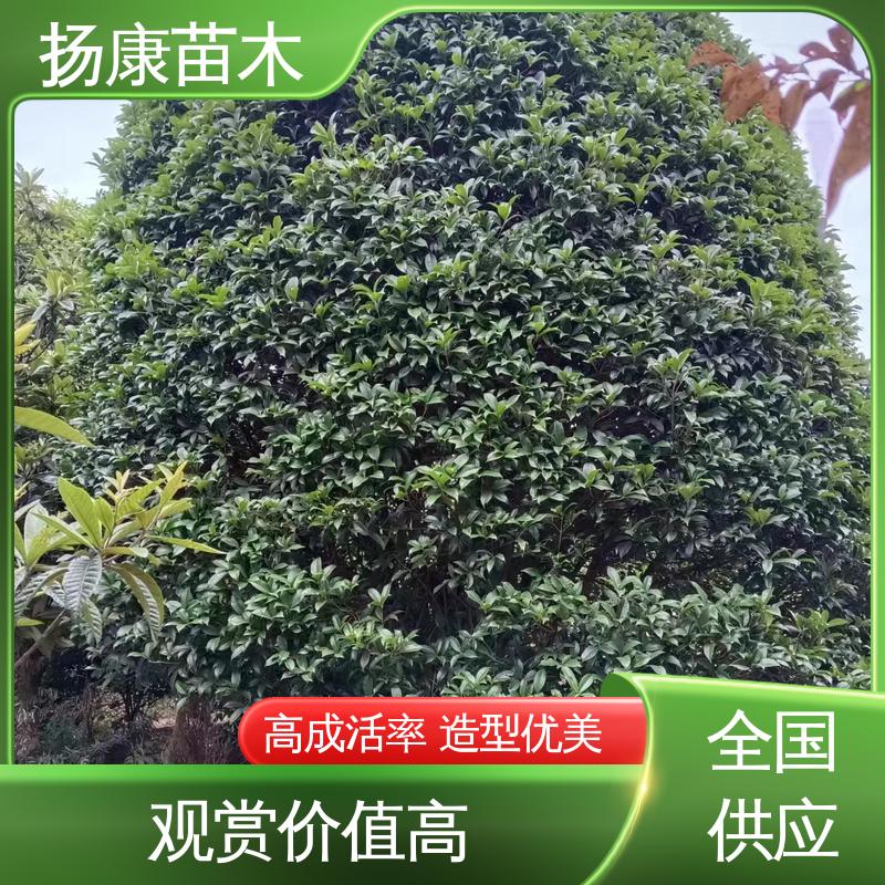 扬康苗木 25公分桂花 城市景观绿化树 高成活率 规格齐全