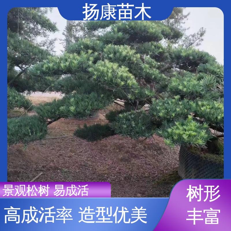 扬康苗木 基地供应 12公分罗汉松 园林绿化专用树 造型优美 易成活