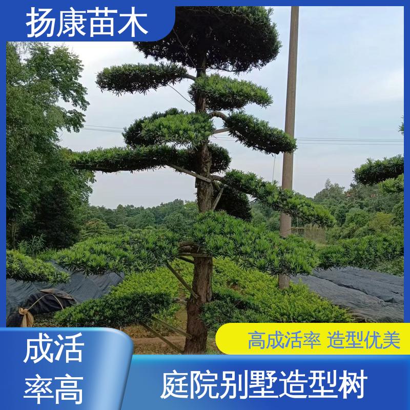 扬康苗木 基地供应 湖 南罗汉松 园林绿化工程设计 高成活率 规格齐全