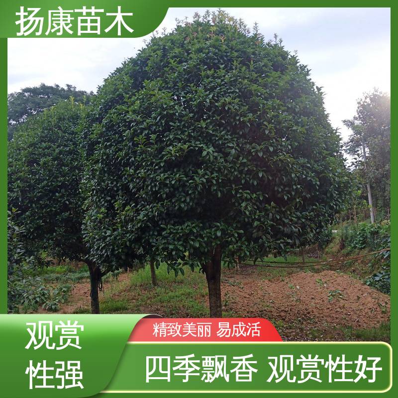 扬康苗木 基地供应 河 南桂花 绿化工程行道树 高端大气美观