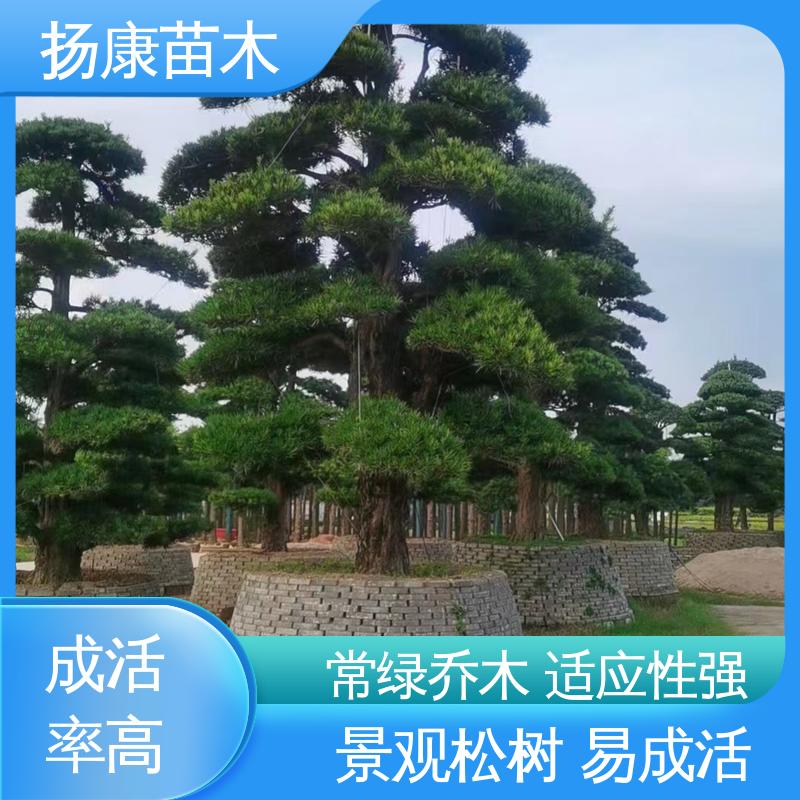 扬康苗木 基地供应 湖 南罗汉松 城市景观绿化树 枝叶紧密 美丽多姿