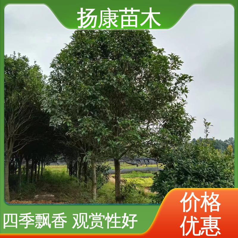 扬康苗木 基地供应 30公分桂花 园林绿化专用树 观赏价值高